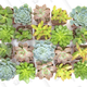 20 Pack of Fully Rooted Succulents | $24 | Amazon